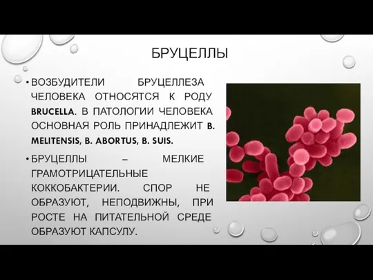 БРУЦЕЛЛЫ ВОЗБУДИТЕЛИ БРУЦЕЛЛЕЗА ЧЕЛОВЕКА ОТНОСЯТСЯ К РОДУ BRUCELLA. В ПАТОЛОГИИ