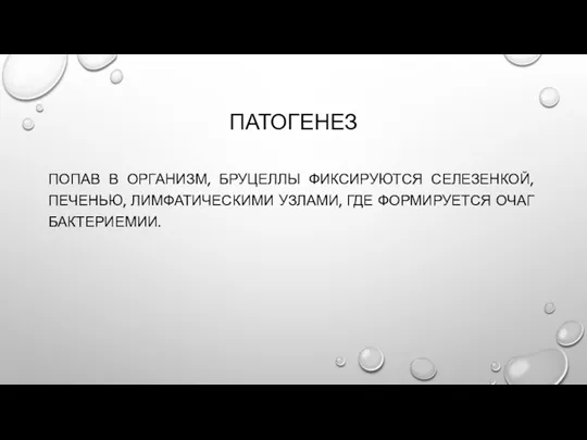 ПАТОГЕНЕЗ ПОПАВ В ОРГАНИЗМ, БРУЦЕЛЛЫ ФИКСИРУЮТСЯ СЕЛЕЗЕНКОЙ, ПЕЧЕНЬЮ, ЛИМФАТИЧЕСКИМИ УЗЛАМИ, ГДЕ ФОРМИРУЕТСЯ ОЧАГ БАКТЕРИЕМИИ.