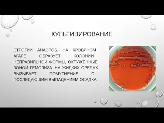 КУЛЬТИВИРОВАНИЕ СТРОГИЙ АНАЭРОБ. НА КРОВЯНОМ АГАРЕ ОБРАЗУЕТ КОЛОНИИ НЕПРАВИЛЬНОЙ ФОРМЫ,