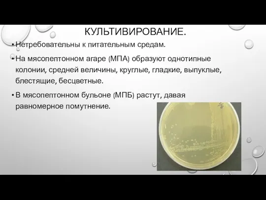 КУЛЬТИВИРОВАНИЕ. Нетребовательны к питательным средам. На мясопептонном агаре (МПА) образуют