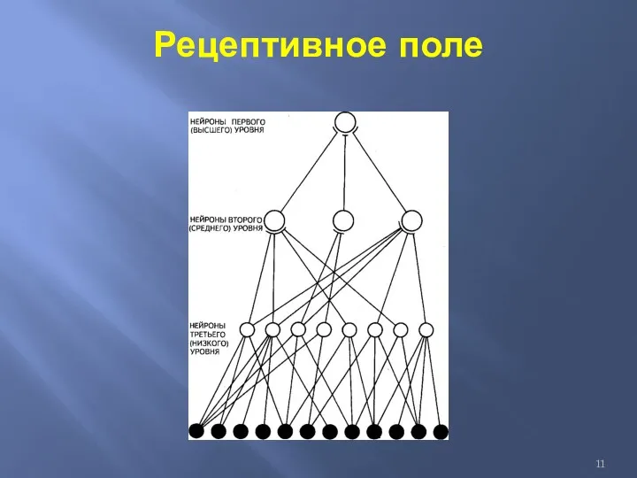 Рецептивное поле