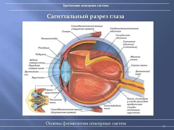 Зрительная сенсорная система Сагиттальный разрез глаза Основы физиологии сенсорных систем