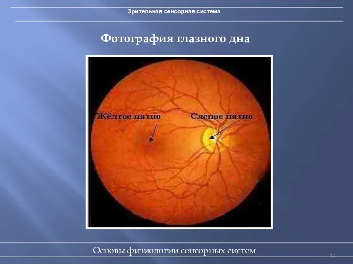 Зрительная сенсорная система Фотография глазного дна Основы физиологии сенсорных систем