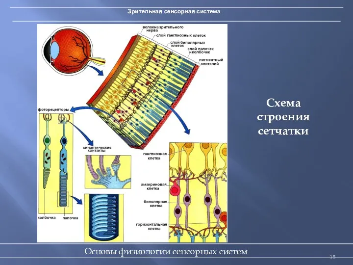 Зрительная сенсорная система Схема строения сетчатки Основы физиологии сенсорных систем