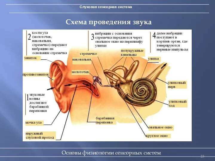 Слуховая сенсорная система Схема проведения звука Основы физиологии сенсорных систем
