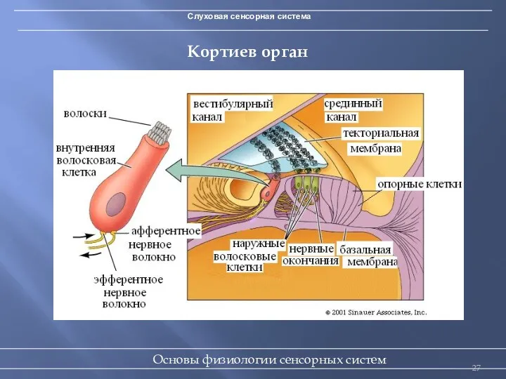 Слуховая сенсорная система Кортиев орган Основы физиологии сенсорных систем
