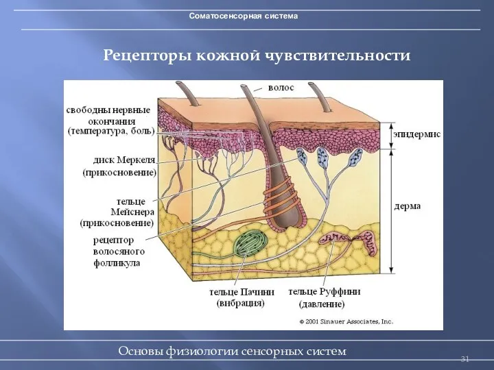 Соматосенсорная система Рецепторы кожной чувствительности Основы физиологии сенсорных систем