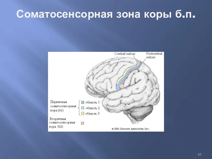 Соматосенсорная зона коры б.п.