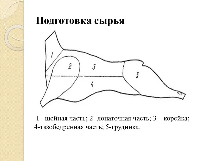 Подготовка сырья 1 –шейная часть; 2- лопаточная часть; 3 – корейка; 4-тазобедренная часть; 5-грудинка.