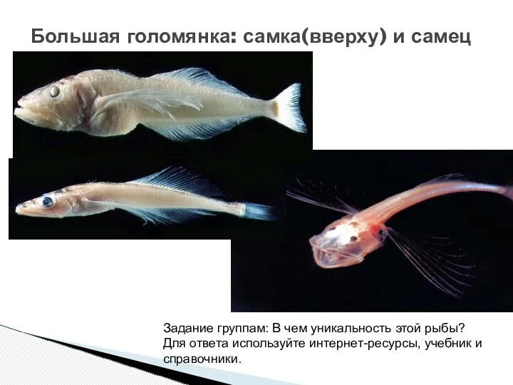 Большая голомянка: самка(вверху) и самец Задание группам: В чем уникальность
