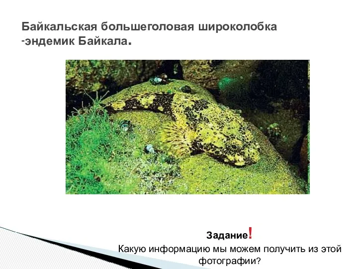 Байкальская большеголовая широколобка -эндемик Байкала. Задание! Какую информацию мы можем получить из этой фотографии?
