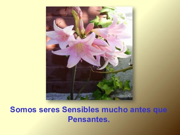 Somos seres Sensibles mucho antes que Pensantes.