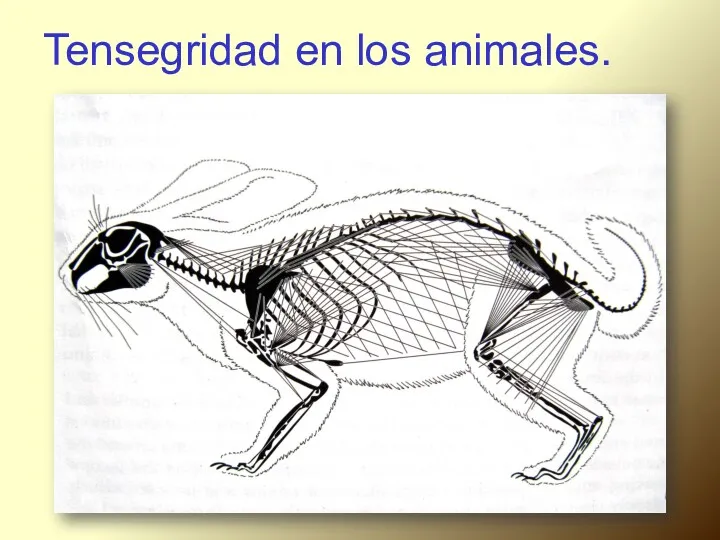 Tensegridad en los animales.