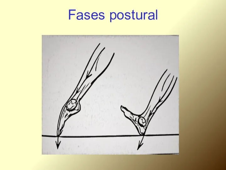 Fases postural