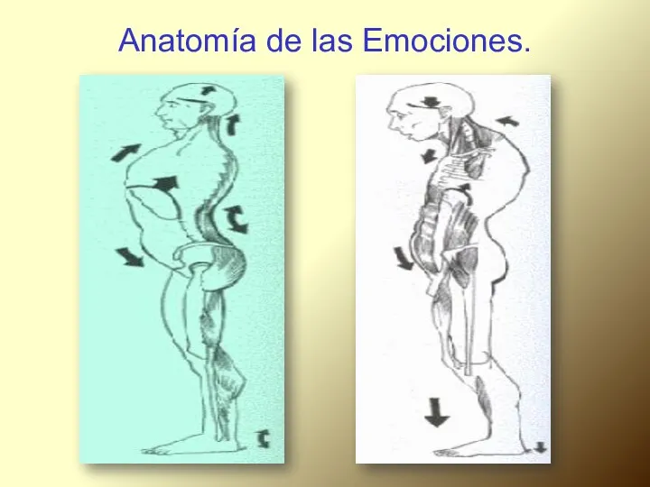 Anatomía de las Emociones.