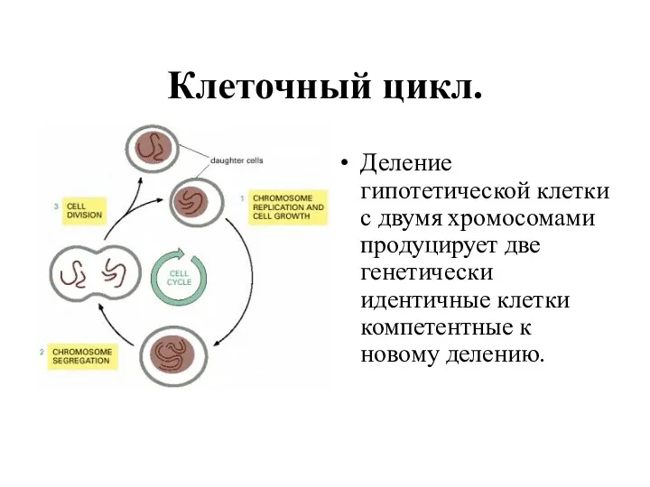 Клеточный цикл. Деление гипотетической клетки с двумя хромосомами продуцирует две генетически идентичные клетки