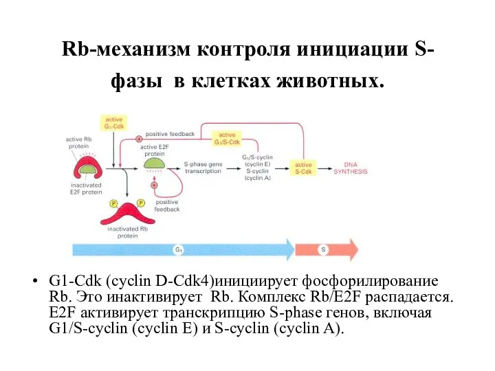 Rb-механизм контроля инициации S-фазы в клетках животных. G1-Cdk (cyclin D-Cdk4)инициирует фосфорилирование Rb. Это