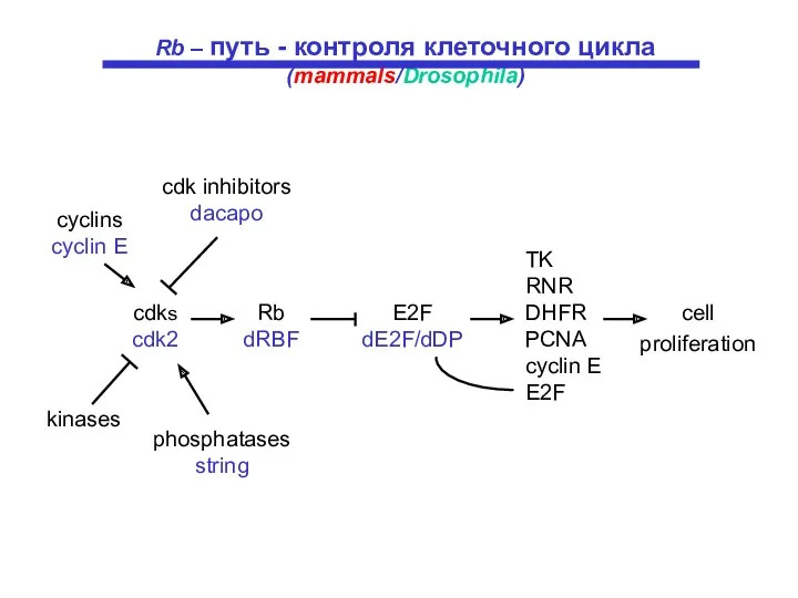 cell proliferation TK RNR DHFR PCNA cyclin E E2F phosphatases string kinases cdks