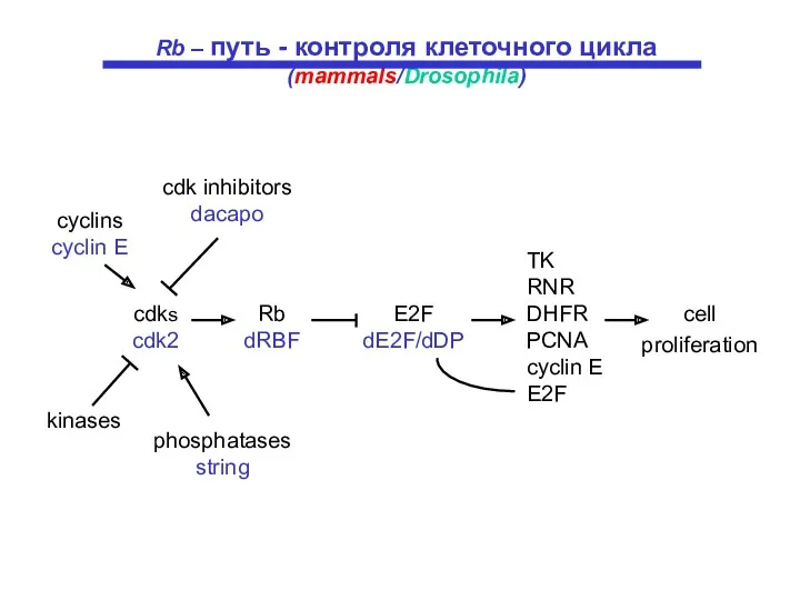 cell proliferation TK RNR DHFR PCNA cyclin E E2F phosphatases