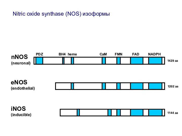 1429 aa 1202 aa 1144 aa nNOS (neuronal) eNOS (endothelial) iNOS (inducible) PDZ