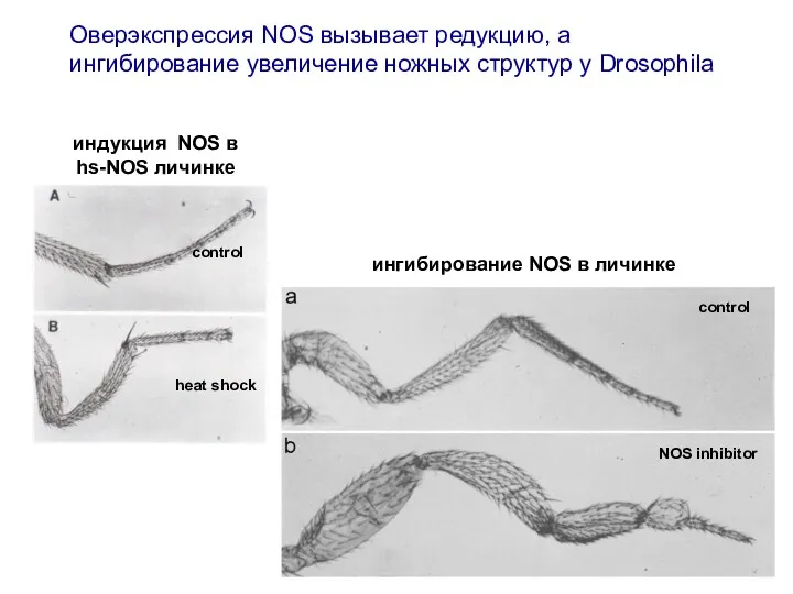 Оверэкспрессия NOS вызывает редукцию, а ингибирование увеличение ножных структур у Drosophila control heat
