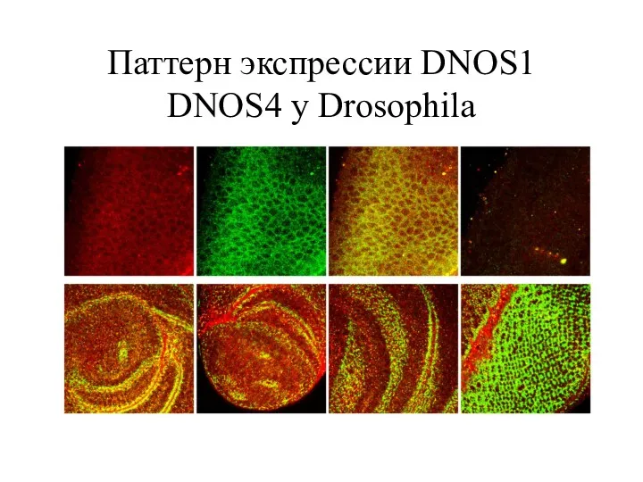 Паттерн экспрессии DNOS1 DNOS4 у Drosophila