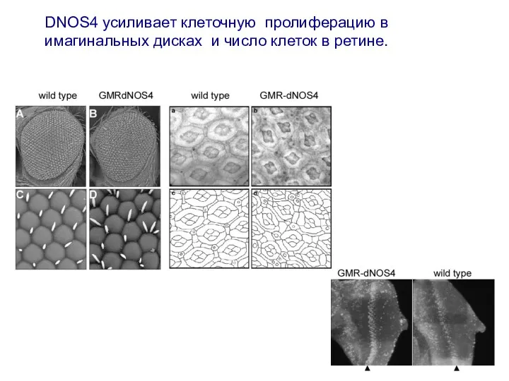 DNOS4 усиливает клеточную пролиферацию в имагинальных дисках и число клеток в ретине.