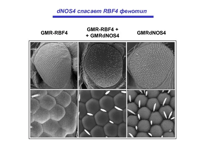 GMR-RBF4 GMR-RBF4 + + GMRdNOS4 GMRdNOS4 dNOS4 спасает RBF4 фенотип