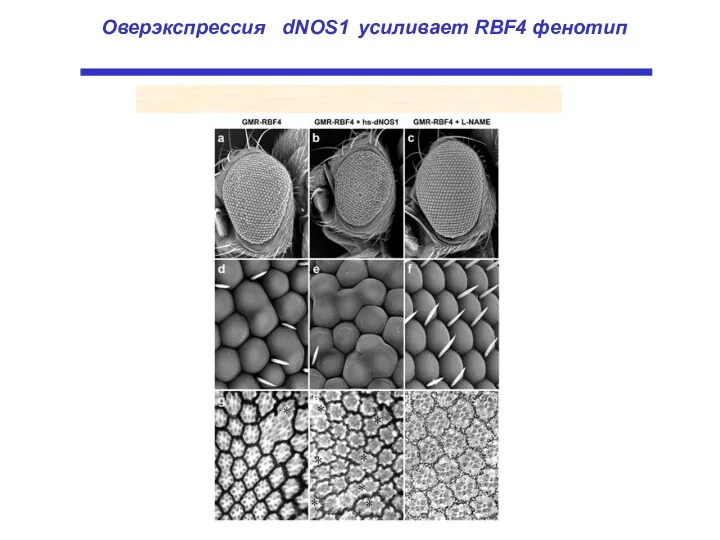 Оверэкспрессия dNOS1 усиливает RBF4 фенотип
