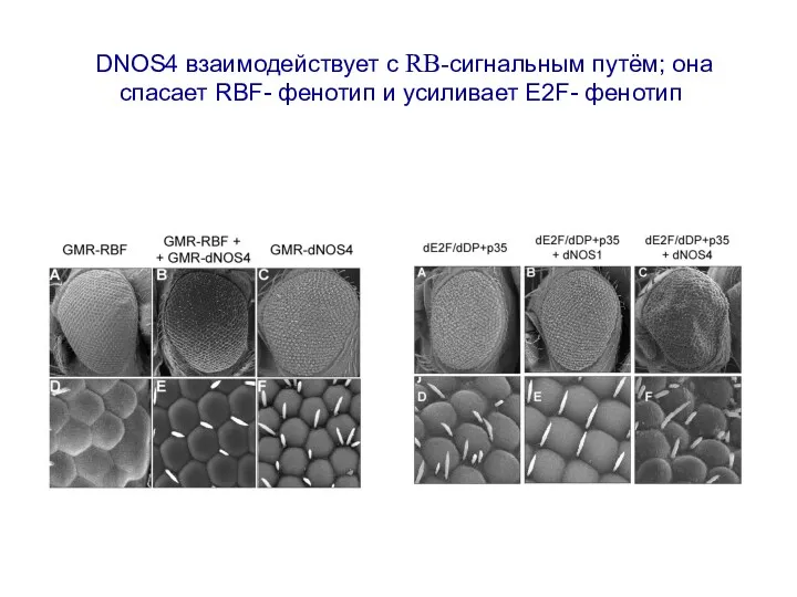 DNOS4 взаимодействует с RB-сигнальным путём; она спасает RBF- фенотип и усиливает E2F- фенотип