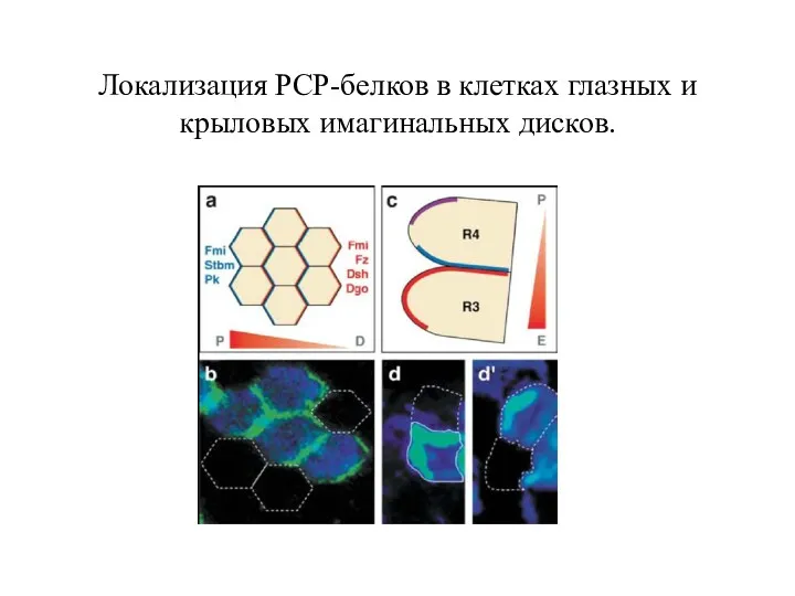 Локализация РСР-белков в клетках глазных и крыловых имагинальных дисков.