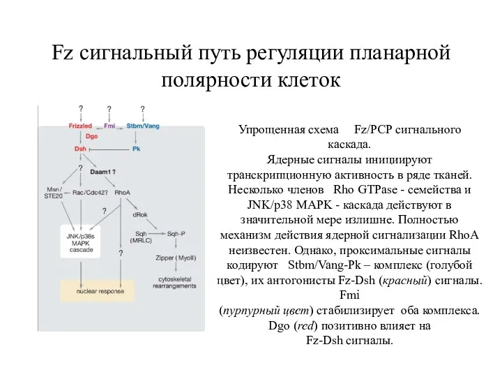 Fz сигнальный путь регуляции планарной полярности клеток Упрощенная схема Fz/PCP