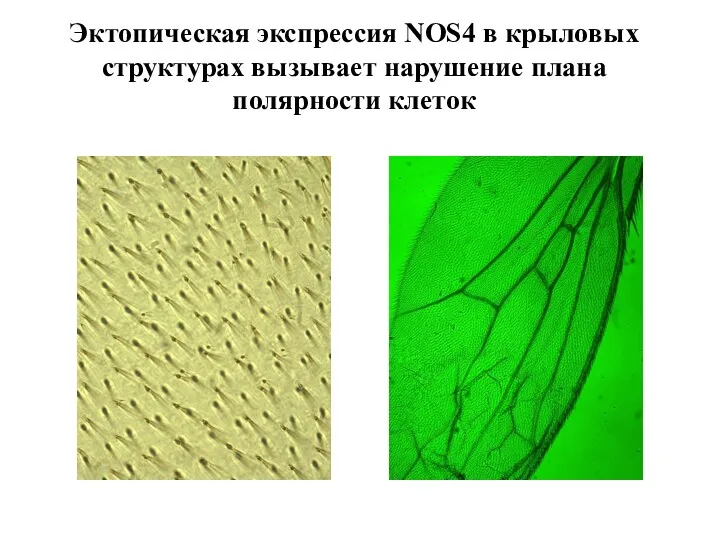 Эктопическая экспрессия NOS4 в крыловых структурах вызывает нарушение плана полярности клеток