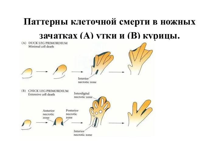 Паттерны клеточной смерти в ножных зачатках (A) утки и (B) курицы.