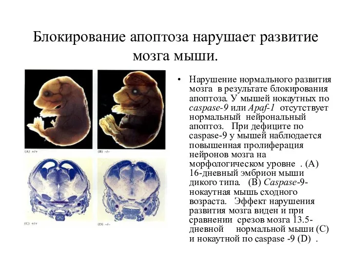 Блокирование апоптоза нарушает развитие мозга мыши. Нарушение нормального развития мозга в результате блокирования