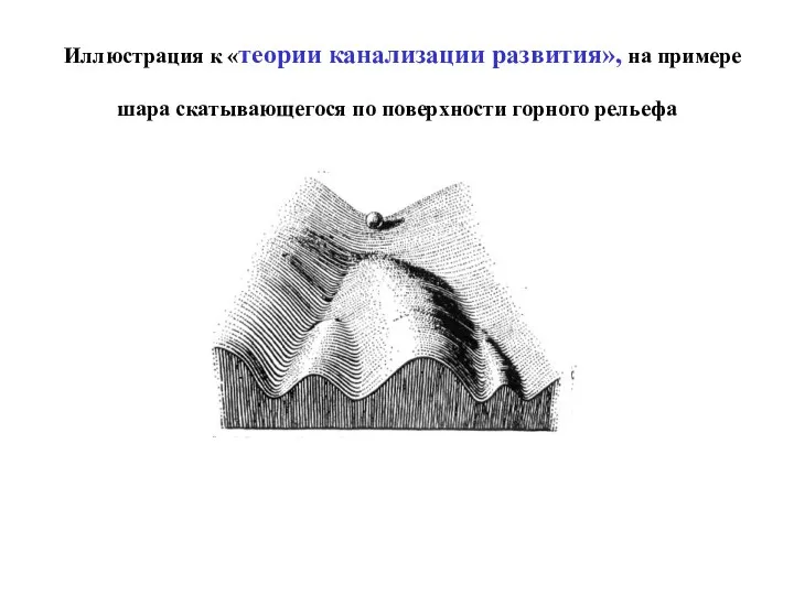 Иллюстрация к «теории канализации развития», на примере шара скатывающегося по поверхности горного рельефа