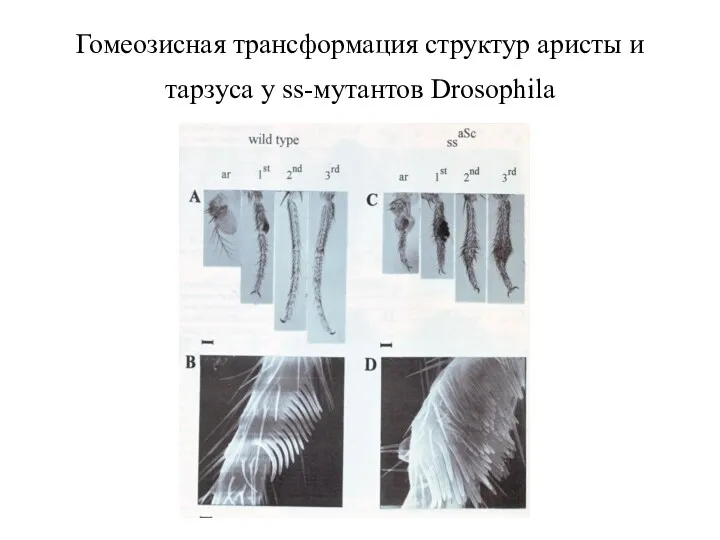 Гомеозисная трансформация структур аристы и тарзуса у ss-мутантов Drosophila
