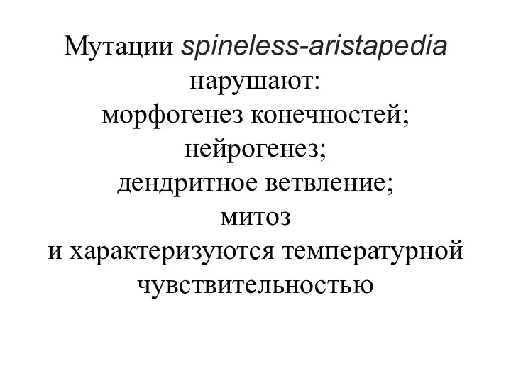 Мутации spineless-aristapedia нарушают: морфогенез конечностей; нейрогенез; дендритное ветвление; митоз и характеризуются температурной чувствительностью