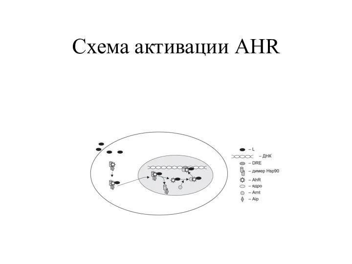 Схема активации AHR
