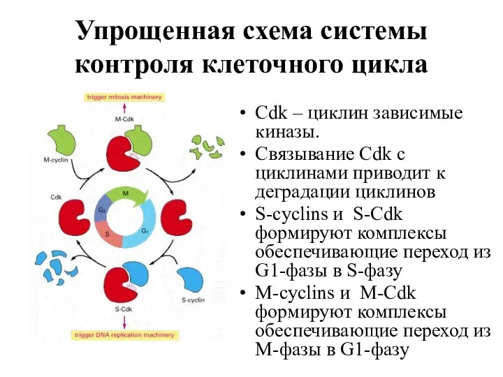 Упрощенная схема системы контроля клеточного цикла Cdk – циклин зависимые киназы. Связывание Cdk