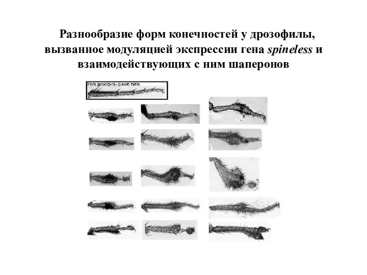 Разнообразие форм конечностей у дрозофилы, вызванное модуляцией экспрессии гена spineless и взаимодействующих с ним шаперонов