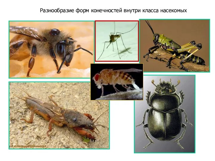 Разнообразие форм конечностей внутри класса насекомых