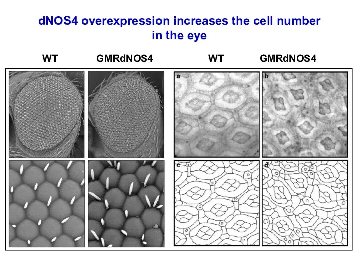 WT GMRdNOS4 WT GMRdNOS4 dNOS4 overexpression increases the cell number in the eye