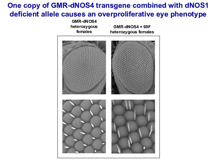 One copy of GMR-dNOS4 transgene combined with dNOS1 deficient allele causes an overproliferative