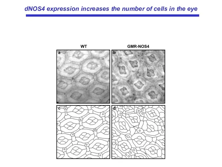 dNOS4 expression increases the number of cells in the eye