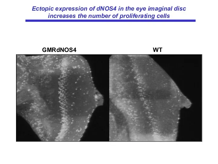 GMRdNOS4 WT Ectopic expression of dNOS4 in the eye imaginal disc increases the