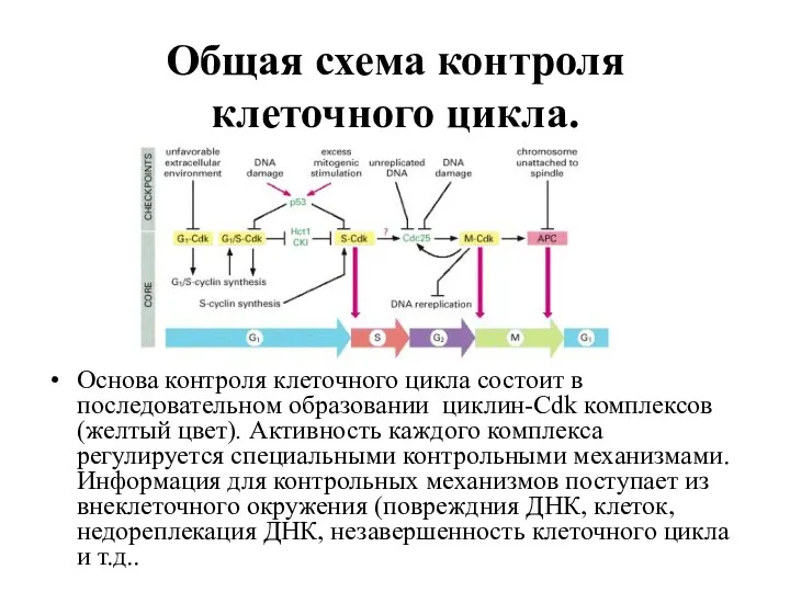 Общая схема контроля клеточного цикла. Основа контроля клеточного цикла состоит в последовательном образовании
