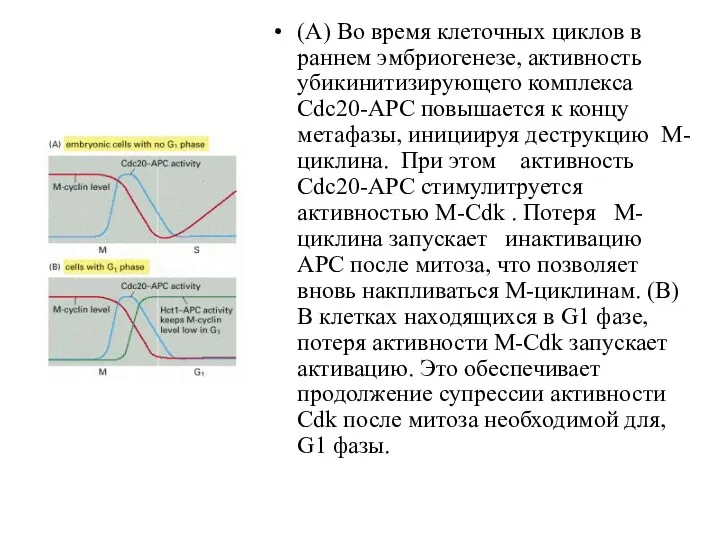 (A) Во время клеточных циклов в раннем эмбриогенезе, активность убикинитизирующего комплекса Cdc20-APC повышается