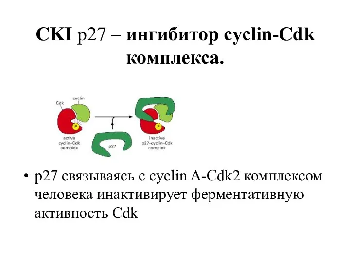 CKI p27 – ингибитор cyclin-Cdk комплекса. p27 связываясь с cyclin