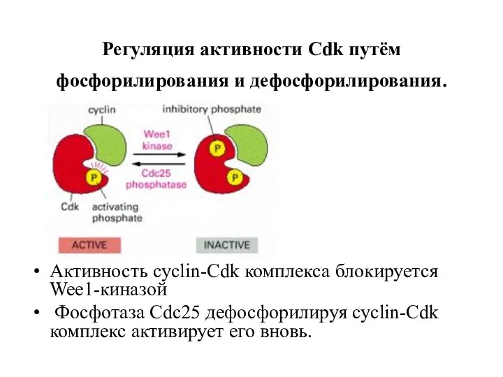 Регуляция активности Cdk путём фосфорилирования и дефосфорилирования. Активность cyclin-Cdk комплекса блокируется Wee1-киназой Фосфотаза